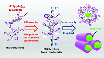 Graphical abstract: Self-assembly of supramolecular chemoenzymatic poly-l-phenylalanine