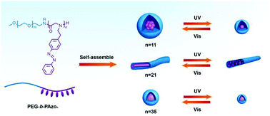 Graphical abstract: Synthesis and self-assembly of photo-responsive polypeptoid-based copolymers containing azobenzene side chains