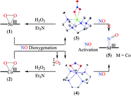 Graphical abstract: Nitric oxide dioxygenation (NOD) reactions of CoIII-peroxo and NiIII-peroxo complexes: NOD versus NO activation
