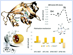 Graphical abstract: The platination mechanism of RNase A by arsenoplatin: insight from the theoretical study