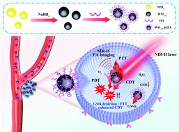 Graphical abstract: Full-spectrum responsive WO3−x@HA nanotheranostics for NIR-II photoacoustic imaging-guided PTT/PDT/CDT synergistic therapy
