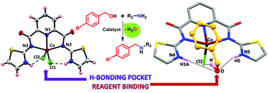 Graphical abstract: Cobalt mediated N-alkylation of amines by alcohols: role of hydrogen bonding pocket