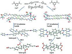 Graphical abstract: Synthesis of carboxy-cyclobutane isomers combining an amide bond and self-assembly of coordination polymers in the solid state: controlling the reaction site of [2 + 2] cycloaddition by introducing a substituent group