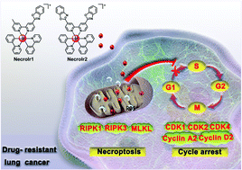 Graphical abstract: Necroptosis-inducing iridium(iii) complexes as regulators of cyclin-dependent kinases