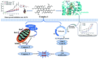 Graphical abstract: Ni(ii), Cu(ii) and Zn(ii) complexes with the 1-trifluoroethoxyl-2,9,10-trimethoxy-7-oxoaporphine ligand simultaneously target microtubules and mitochondria for cancer therapy