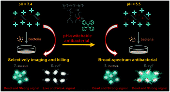 Graphical abstract: One-pot quaternization of dual-responsive poly(vinyl alcohol) with AIEgens for pH-switchable imaging and killing of bacteria