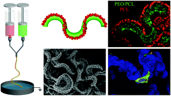 Graphical abstract: A biocompatible artificial tendril with a spontaneous 3D Janus multi-helix-perversion configuration