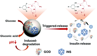 Graphical abstract: Mussel-inspired capsules toward reaction-triggered cargo release