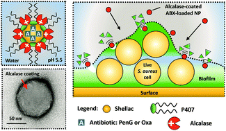 Graphical abstract: Smart active antibiotic nanocarriers with protease surface functionality can overcome biofilms of resistant bacteria
