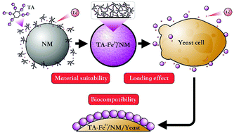 Graphical abstract: Insight into the tannic acid-based modular-assembly strategy based on inorganic–biological hybrid systems: a material suitability, loading effect, and biocompatibility study