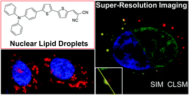 Graphical abstract: A near-infrared AIE probe for super-resolution imaging and nuclear lipid droplet dynamic study