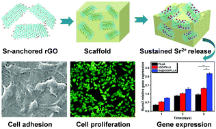 Graphical abstract: A co-dispersed nanosystem of strontium-anchored reduced graphene oxide to enhance the bioactivity and mechanical property of polymer scaffolds