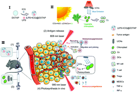 Graphical abstract: NIR-triggered engineered photosynthetic micro–nanodevice for reversing the hypoxic tumor immunosuppressive microenvironment