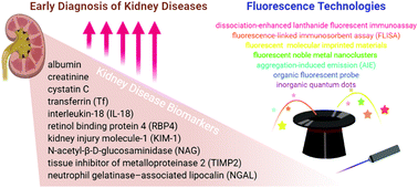 Graphical abstract: Detection of kidney disease biomarkers based on fluorescence technology