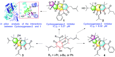 Graphical abstract: Discovery of new polycyclic polyprenylated acylphloroglucinols with diverse architectures as potent cyclooxygenase-2 inhibitors