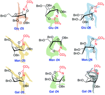 Graphical abstract: Investigation of the remote acyl group participation in glycosylation from conformational perspectives by using trichloroacetimidate as the acetyl surrogate