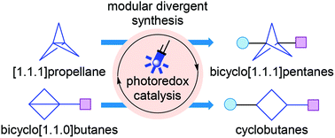 Graphical abstract: Photoinduced strategies towards strained molecules