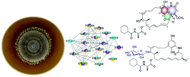 Graphical abstract: Molecular networking-based for the target discovery of potent antiproliferative polycyclic macrolactam ansamycins from Streptomyces cacaoi subsp. asoensis