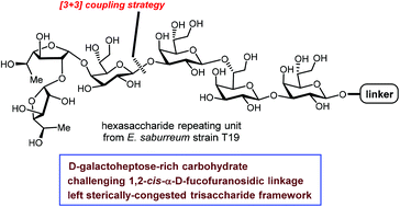 Graphical abstract: Synthesis of an unusual hexasaccharide repeating unit from the cell wall polysaccharide of Eubacterium saburreum strain T19