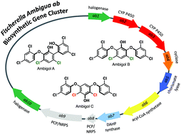Graphical abstract: Identification, cloning, expression and functional interrogation of the biosynthetic pathway of the polychlorinated triphenyls ambigol A–C from Fischerella ambigua 108b