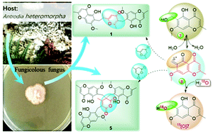 Graphical abstract: Amplisins A–E, chromone methide polymers with hypoglycemic activity from a new fungicolous fungus Amplistroma fungicola