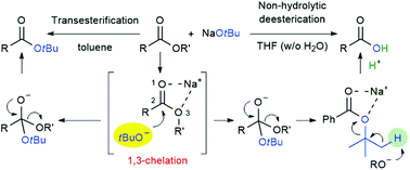 Graphical abstract: Functionalisation of esters via 1,3-chelation using NaOtBu: mechanistic investigations and synthetic applications