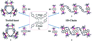 Graphical abstract: Construction of organometallic trefoil knots and one-dimensional chains featuring half-sandwich Cp*Rh corner units and an abnormal zwitterion ligand