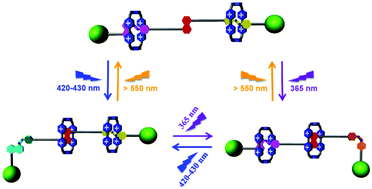 Graphical abstract: An orthogonal photoresponsive tristable [3]rotaxane with non-destructive readout