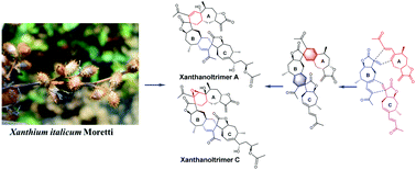 Graphical abstract: Xanthanoltrimer A–C: three xanthanolide sesquiterpene trimers from the fruits of Xanthium italicum Moretti isolated by HPLC-MS-SPE-NMR