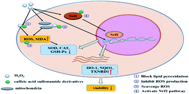 Graphical abstract: Synthesis of caffeic acid sulfonamide derivatives and their protective effect against H2O2 induced oxidative damage in A549 cells