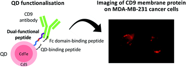 Graphical abstract: Screening and characterisation of CdTe/CdS quantum dot-binding peptides for material surface functionalisation