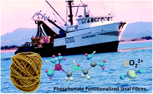 Graphical abstract: Functionalized natural cellulose fibres for the recovery of uranium from seawater