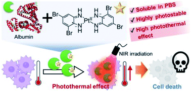 Graphical abstract: Photostable near-infrared-absorbing diradical-platinum(ii) complex solubilized by albumin toward a cancer photothermal therapy agent