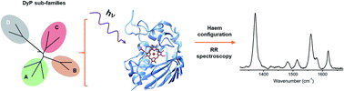 Graphical abstract: Resonance Raman view of the active site architecture in bacterial DyP-type peroxidases