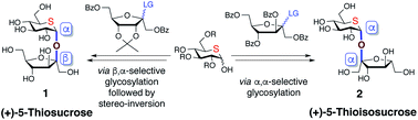 Graphical abstract: Stereoselective synthesis of (+)-5-thiosucrose and (+)-5-thioisosucrose