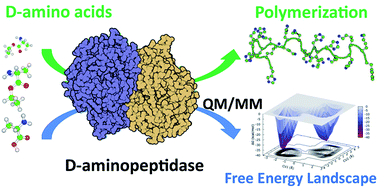 Graphical abstract: Computational study on the polymerization reaction of d-aminopeptidase for the synthesis of d-peptides