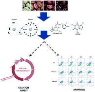 Graphical abstract: Effect of the roasting levels of Coffea arabica L. extracts on their potential antioxidant capacity and antiproliferative activity in human prostate cancer cells