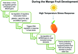 Graphical abstract: Adaptation mechanism of mango fruit (Mangifera indica L. cv. Chaunsa White) to heat suggest modulation in several metabolic pathways