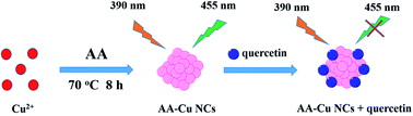 Graphical abstract: Ascorbic acid stabilised copper nanoclusters as fluorescent sensors for detection of quercetin