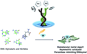Graphical abstract: Histidine-conjugated DNA as a biomolecular depot for metal ions