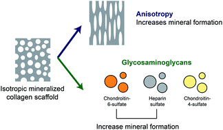 Graphical abstract: Anisotropic mineralized collagen scaffolds accelerate osteogenic response in a glycosaminoglycan-dependent fashion