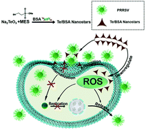 Graphical abstract: High antiviral activity of mercaptoethane sulfonate functionalized Te/BSA nanostars against arterivirus and coronavirus
