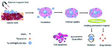 Graphical abstract: Enhancing cellular morphological changes and ablation of cancer cells via the interaction of drug co-loaded magnetic nanosystems in weak rotating magnetic fields