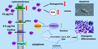 Graphical abstract: Double-edged effects and mechanisms of Zn2+ microenvironments on osteogenic activity of BMSCs: osteogenic differentiation or apoptosis