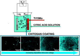 Graphical abstract: Electrophoretic deposition of chitosan coatings on the Ti15Mo biomedical alloy from a citric acid solution