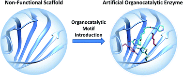 Graphical abstract: Enabling protein-hosted organocatalytic transformations