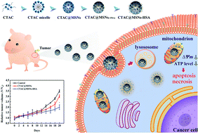 Graphical abstract: Cetyltrimethylammonium chloride-loaded mesoporous silica nanoparticles as a mitochondrion-targeting agent for tumor therapy