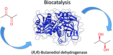 Graphical abstract: Synthesis of α-hydroxy ketones and vicinal (R,R)-diols by Bacillus clausii DSM 8716T butanediol dehydrogenase