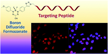 Graphical abstract: The development of peptide–boron difluoride formazanate conjugates as fluorescence imaging agents