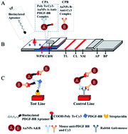 Graphical abstract: A signal-enhanced and sensitive lateral flow aptasensor for the rapid detection of PDGF-BB